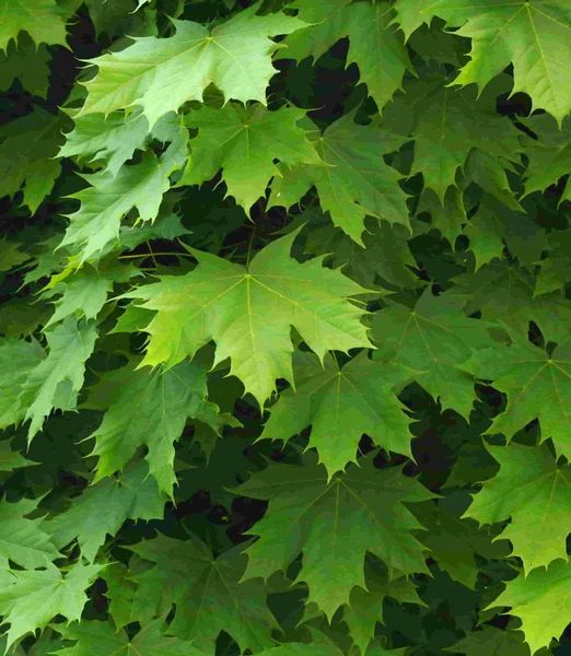 Acer platanoides